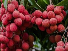 अब लंदनवाले चखेंगे बिहार की शाही लीची का स्वाद