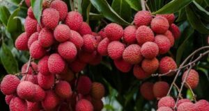 अब लंदनवाले चखेंगे बिहार की शाही लीची का स्वाद