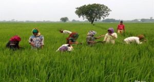 दूसरे राज्यों से आने वाले धान पर पैनी नजर रखेंगे जिला प्रशासन के उडऩ दस्ते