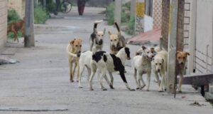 शहर में कुत्तों से लोग परेशान