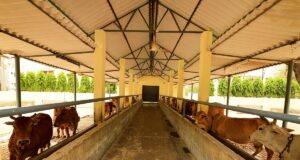 गोशाला के लिए 5100 रुपए की धनराशि भेंट की