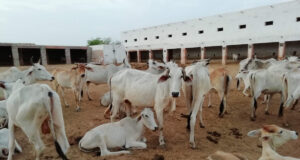 गौशाला को चारे के लिए सहयोग राशि भेंट कर रोहित अबी ने मनाई शादी की सालगिरह