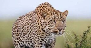 मुकेरियां में तेंदुए के आने से फैला दहशत