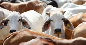 गोहत्या महापाप, सरकार उठाए सख्त कदम : महंत राज गिरी महाराज