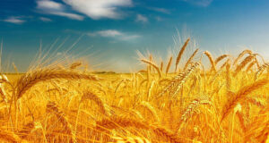 जिला मजिस्ट्रेट की ओर से जिले में गेहूं की नाड़ व फसलों के अवशेषों को आग लगाने पर लगाई गई पाबंदी