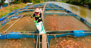 5 ਰੋਜ਼ਾ ਮੱਛੀ ਪਾਲਣ ਟਰੇਨਿੰਗ ਕੈਂਪ 18 ਤੋਂ