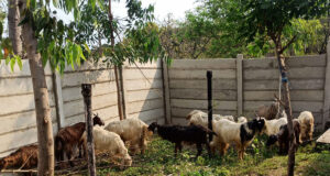 ਪਠਾਨਕੋਟ ਪੁਲਿਸ ਨੇ ਡਕੈਤੀ ਅਤੇ ਬੱਕਰੀ ਚੋਰੀ ਦੇ ਮਾਮਲੇ ਨੂੰ ਸੁਲਝਾਇਆ