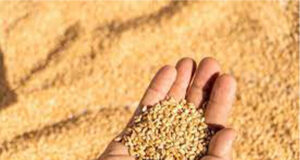 जिले की मंडियों में अब तक पहुंचे गेहूं की हुई सौ प्रतिशत खरीद : कोमल मित्तल