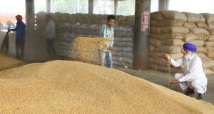 जिले की मंडियों में अब तक हुई 288566 मीट्रिक टन गेहूं की खरीद : डिप्टी कमिश्नर