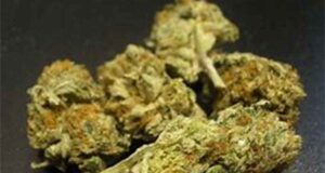 The Most Disregarded Fact Regarding Marijuana Explained