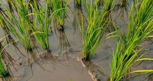 तरनतारन में खेतों से 2.350 किलो हेरोइन बरामद