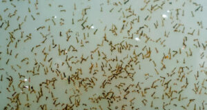 स्वास्थ्य विभाग की टीम ने की दयानंद आदर्श विद्यालय में जांच