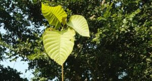 बडला में कदम का पौधा रोपते हुए महंत वैंकटेश्वर पुरी महाराज