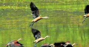 पौंग झील प्रवासी पक्षियों के आगमन से गुलजार