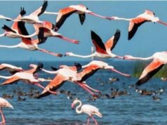 इस बार 50 हजार मेहमान परिंदों ने पौंग में की पहुंच