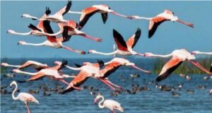 इस बार 50 हजार मेहमान परिंदों ने पौंग में की पहुंच