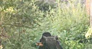 सेवानिवृत्त अध्यापक को सांड ने किया घायल, दनदनाते फिरते हैं बेसहारा सांड