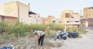 ਮਹਾਂਵੀਰ ਮੰਦਰ ਦਸੂਹਾ ਵਿਖੇ ਕੀਤੀ ਭੰਗ ਅਤੇ ਜੰਗਲੀ ਬੂਟੀ ਦੀ ਸਫਾਈ