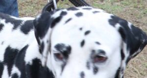 ਸਾਇੰਸ ਸਿਟੀ ਵਿਖੇ 19ਵਾਂ ਤੇ 20ਵਾਂ ਡੋਗ ਸ਼ੋਅ 26 ਨੂੰ